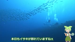 【ずんだダイビング】伊豆大島 中編 2022-08