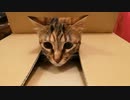 【猫】ダンボール大好き！【Cat's Freyja】