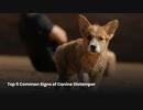 Top 5 Common Signs of Canine Distemper