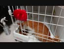 【保護猫】猪に襲われた子猫を保護しました きなこの日常 #17 もちまる
