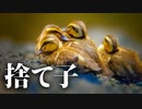 0529C③【カルガモ親子 見捨てられた雛鳥】親ナシの夜の様子。減ったヒナが他のカモ親子から逃げる。虫を捕食【暗視カメラで野鳥撮影と観察】