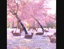 圧巻の光景すぎる、奈良公園で花見をする鹿