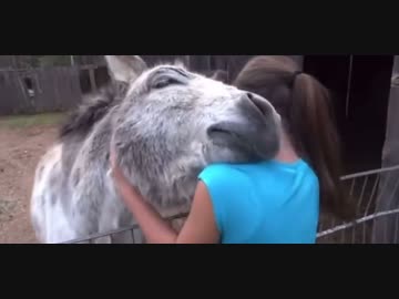 幼かったロバと子供時代を共に過ごした少女が数年ぶりに再会した様子