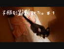 雨の中、子猫を保護しました。　#1