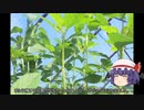 ゆっくり農民194モロヘイヤを育ててみませんか？