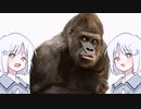 【ウホウホホ】ウホホッ！！ウッホホ！！【COEIROINK実況】