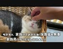 母猫を探して鳴いてた野良の子猫を保護すぐに【無事家族決定】三毛猫モカちんは安心して魚釣りに夢中。