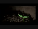 雨雫【1時間耐久BGM】