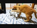 お兄ちゃん、毛繕いしてあげる【9月】