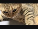 お出迎えありがとう…アレ？