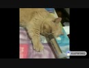 ホモと聴く猫のいびき