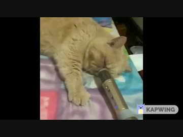 ホモと聴く猫のいびき