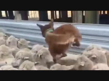 ホモと見る　羊を踏み台にして仕事をする牧羊犬