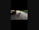 公園で静かに暮らす猫#Shorts【野良猫】【感動猫】