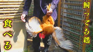 【ぴ】愛情たっぷり育てた鶏〆て食べる　と殺から解体調理まで　自給自足
