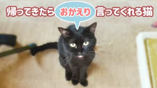 帰ってきたらおかえり言ってくれる猫