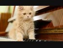 不束者でつが、どうしても猫を踏みたがるメドレー作ってみた