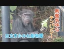 興奮気味なチンパンジー(日立市かみね動物園)