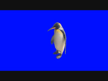 ペンギンBB【BBアニマル投稿祭】