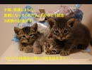 子猫、保護しました。～里親に行くまでの３週間　ついでに投稿主と猫との過去語りを少々