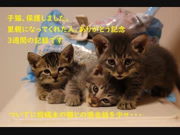 子猫、保護しました。～里親に行くまでの３週間　ついでに投稿主と猫との過去語りを少々