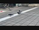 鳩.mp3