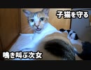 母猫がとうとう我慢の限界 【子猫と母猫の物語】 ☆チャオ蹴られる(´・ω・)