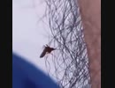ホモと見る毛が邪魔で血を吸えない蚊