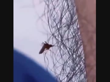 ホモと見る毛が邪魔で血を吸えない蚊