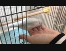 【駄々をこねる文鳥】帰りたくないアピールがすごい文鳥よもぎ