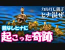 0529C④【カルガモ親子】見捨てられた雛鳥に奇跡のヒナ混ぜ母。カワラヒワの面白いさえずり鳴き声【野鳥撮影と観察】
