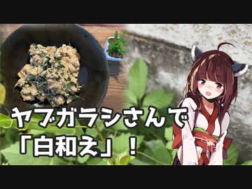 【思い切って野草を食べてみよう】#84 ヤブガラシさんで「白和え」！