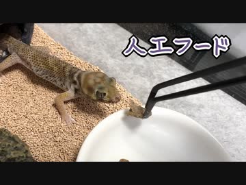 スキンクヤモリに人工フードをあげてみた