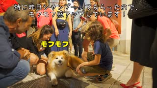 【大人気♪】イタリアで、秋田犬を連れて歩くと起こること♪