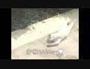 ゴロゴロねこちゃん♡