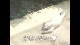 ゴロゴロねこちゃん♡