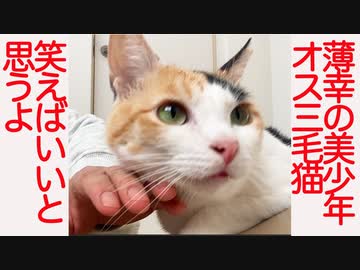 薄幸の美少年オス三毛猫、笑えばいいと思うよ