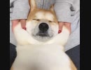 ホモと見る　柴犬のほっぺのモチモチ感