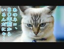 あのネコ、８０年前からいるんだにゃ…