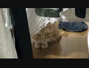 野獣の眼光