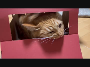 破壊神キャット