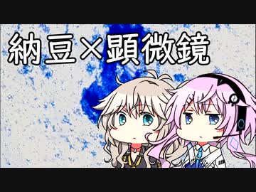 【顕微鏡】納豆菌を見たよ