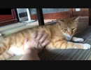 猫にウザ絡みしてみる