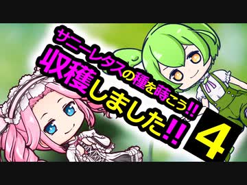 そうだ、サニーレタスの種を蒔こう#4 収穫しました