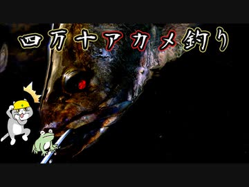 ビッグベイトで四万十アカメ釣り【メガドッグ、コノハ、ヒュージペンシル】