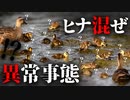 0530C①【ヒナ混ぜ多すぎカルガモ親子】刷り込みは？親ナシ雛鳥が母を選ぶ？TVみんなの動物園で引っ越したカモその後(12日目）【野鳥撮影と観察】
