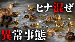 0530C①【ヒナ混ぜ多すぎカルガモ親子】刷り込みは？親ナシ雛鳥が母を選ぶ？TVみんなの動物園で引っ越したカモその後(12日目）【野鳥撮影と観察】