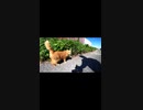 甘えん坊さんな茶トラ猫だなｗｗ#Shorts【野良猫】【感動猫】