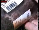 蟻の飼育方法