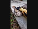 かわいい！